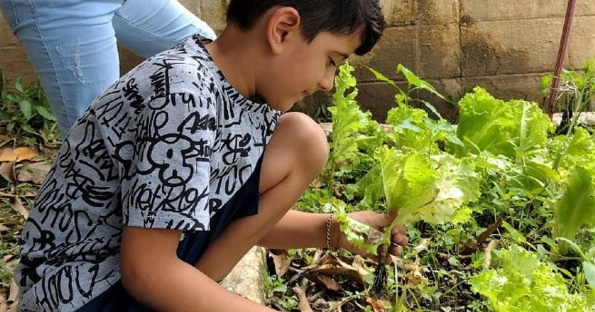 Alunos realizam colheita de alfaces plantadas em escolas da Enseada