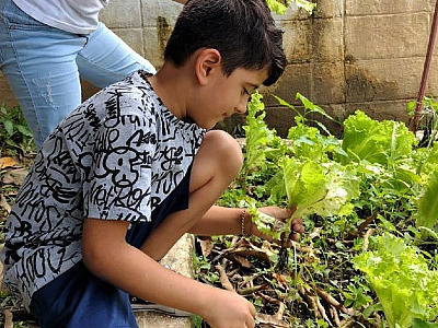 Alunos realizam colheita de alfaces plantadas em escolas da Enseada