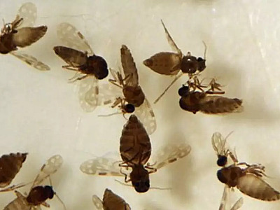 Ubatuba confirma primeiro caso de febre do Oropouche