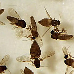 Ubatuba confirma primeiro caso de febre do Oropouche