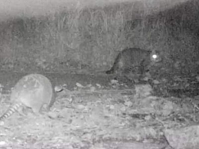 Interação entre gato doméstico e tatu na Rodovia dos Tamoios mostra desequilíbrio ambiental