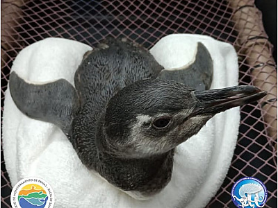 Pinguins de Magalhães começam a aparecer no Litoral Norte