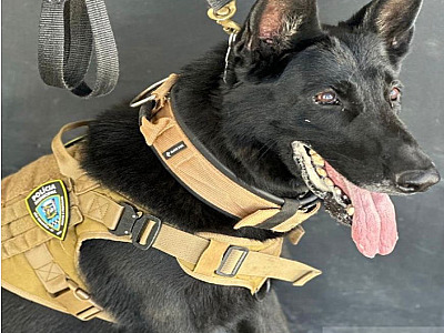 Polícia Municipal de S.S recebe novo agente especial a partir de junho