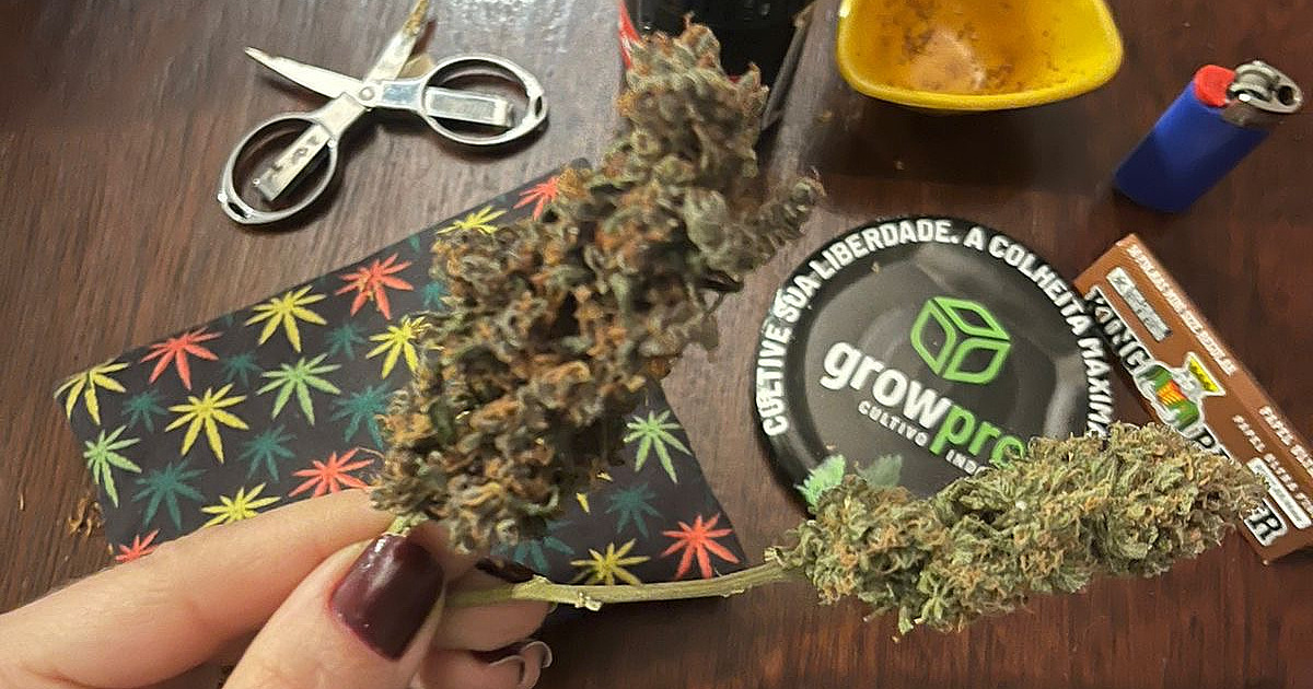 Maconhistas do LN comemoram decisão do STF, mas polícia diz que descriminalização deve ser vista com cautela