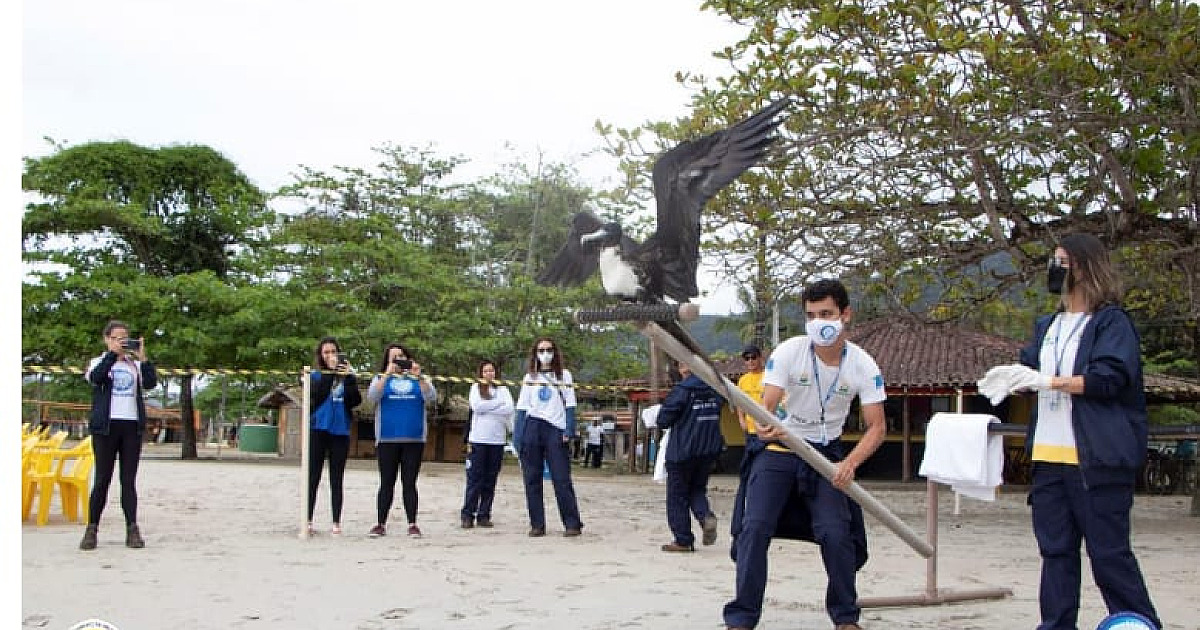 Reabilitadas, aves marinhas ganham a liberdade em Ubatuba