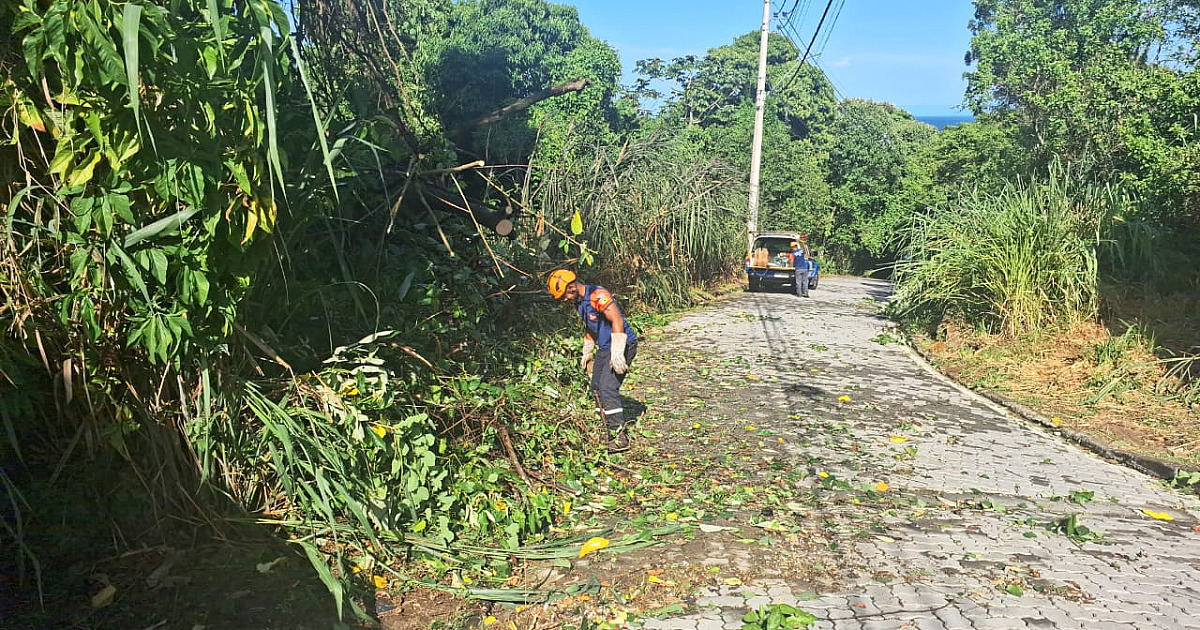Defesa Civil de Ilhabela registra 8 quedas de árvores após fortes ventos e chuva
