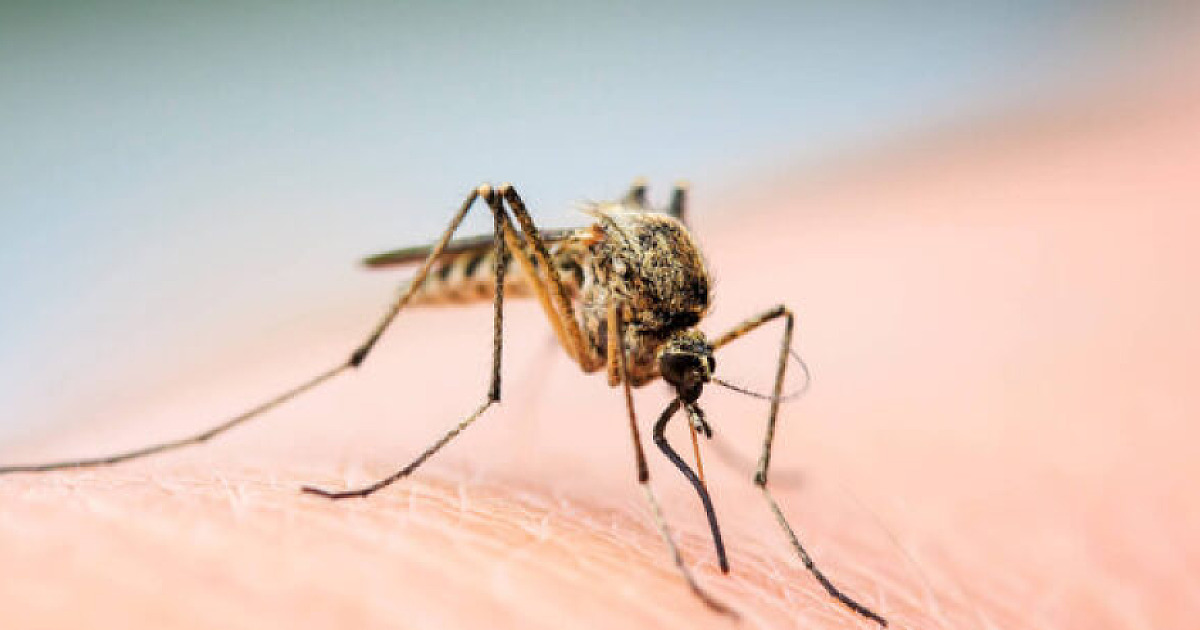 Caraguatatuba registra um óbito e 103 casos de dengue em 2025