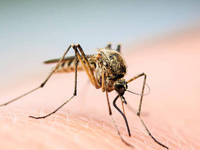 Caraguatatuba registra um óbito e 103 casos de dengue em 2025
