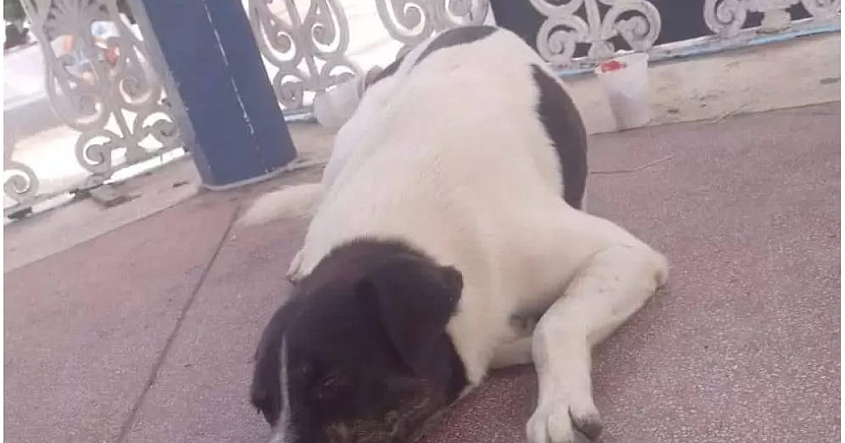 Guarda Civil é investigado por morte de cachorro em Caraguatatuba