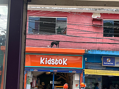 Bombeiros resgatam cachorro após queda de janela no centro de Caraguatatuba