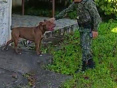 Recém-adotado, pitbull morde casal em Ubatuba