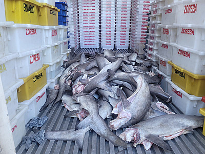 Polícia Ambiental multa peixaria em Ubatuba por carga irregular de 400 kg de cação