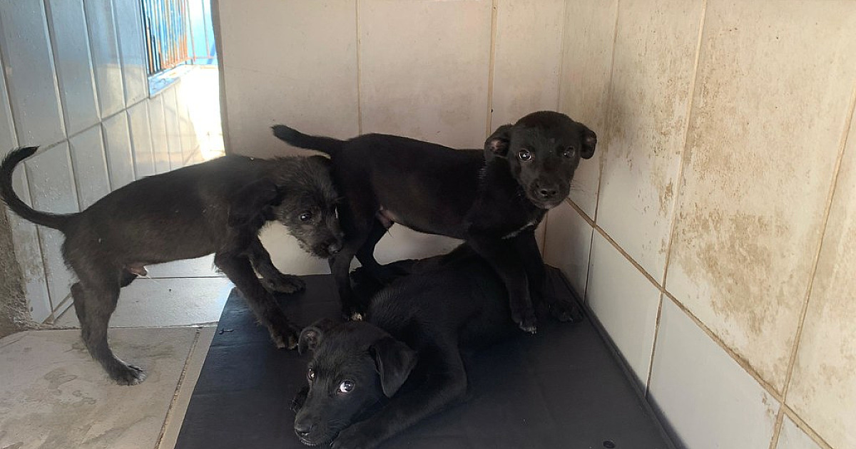 Centro de Controle de Zoonoses abre 100 vagas do programa de controle populacional de cães e gatos na segunda-feira