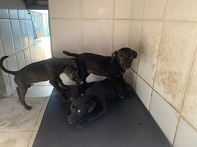 Centro de Controle de Zoonoses abre 100 vagas do programa de controle populacional de cães e gatos na segunda-feira