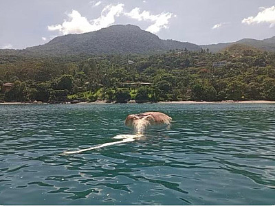 Carcaça de 2º baleia que apareceu morta em Ubatuba foi localizada em Ilhabela