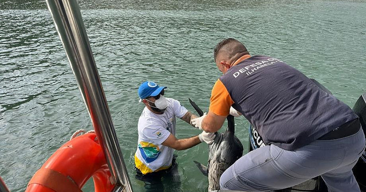 Lobo-marinho é encontrado em Ilhabela