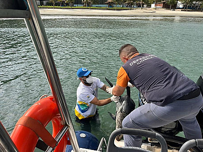 Lobo-marinho é encontrado em Ilhabela
