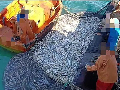 Ambiental apreende mais de 33 mil quilos de peixe em Ubatuba