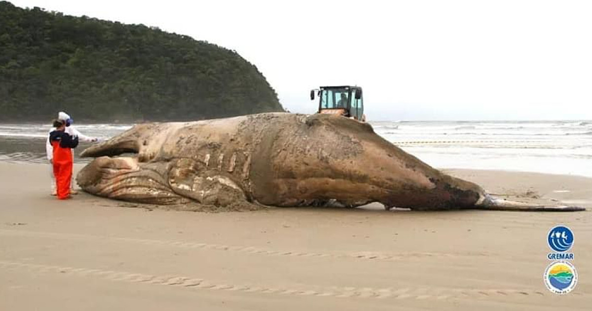 ICMBio lança guia para prática da eutanásia de animais marinhos para evitar sofrimento