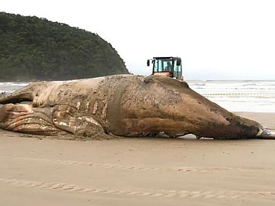ICMBio lança guia para prática da eutanásia de animais marinhos para evitar sofrimento