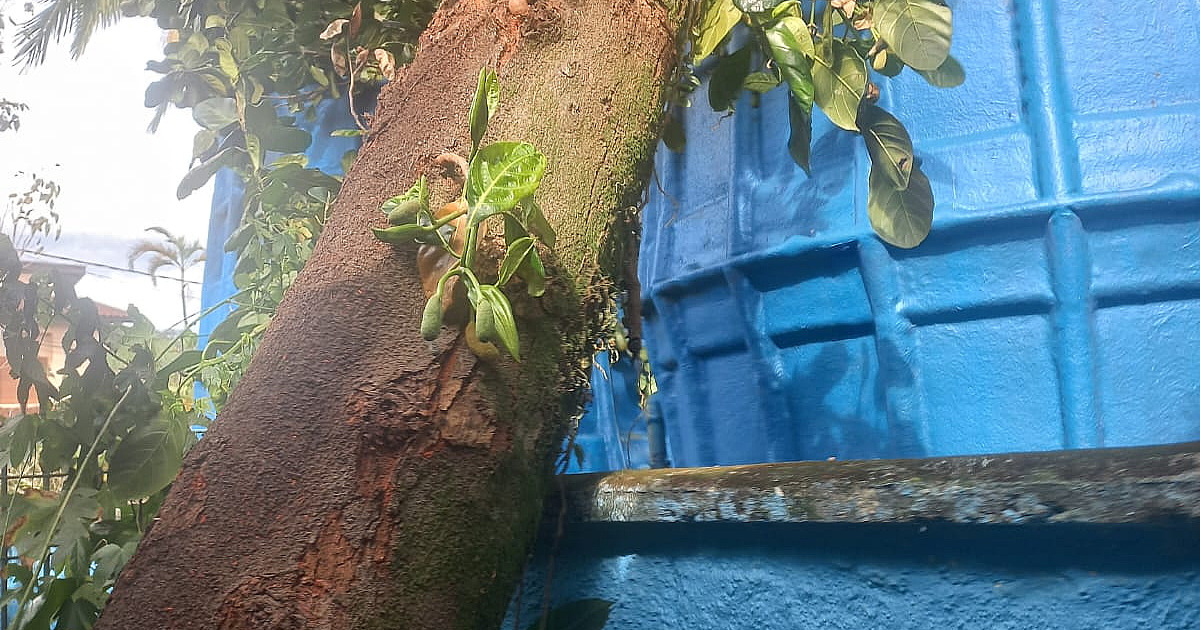 Árvore cai parcialmente em escola municipal na Costa Sul de São Sebastião