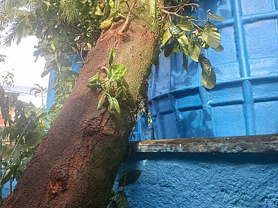Árvore cai parcialmente em escola municipal na Costa Sul de São Sebastião