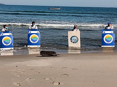 Lobo-marinho que ficou famoso no Instagram após aparecer em praia de São Sebastião já voltou para sua jornada no mar
