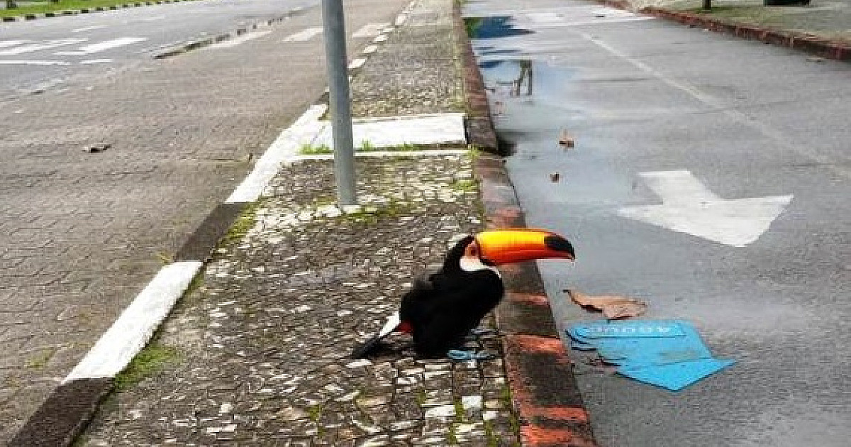 Tucano pede ajuda e é resgatado na orla em Caraguatatuba