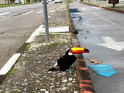 Tucano pede ajuda e é resgatado na orla em Caraguatatuba