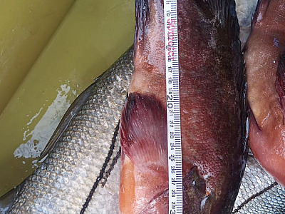 Polícia Ambiental apreende pescado irregular em Ubatuba e Ilhabela