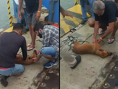Cachorro encontrado à deriva é resgatado no canal de São Sebastião