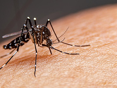 Caraguatatuba registra 30 casos de dengue nos primeiros dias de 2024