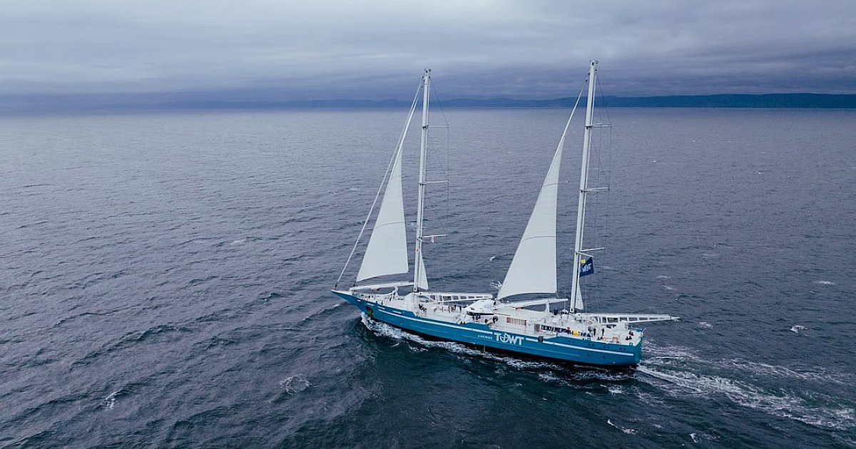400 toneladas de café especial são exportados para Europa pelo Porto de São Sebastião em barco à vela