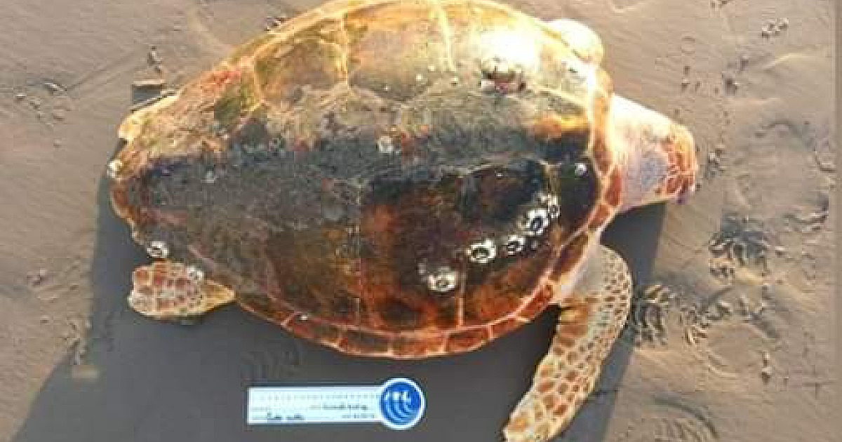 Técnico do PMP encontram tartaruga morta que passou pelo Tamar em Ubatuba