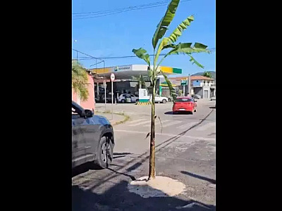 Em protesto, moradores plantam árvore em buraco de rua em Ubatuba