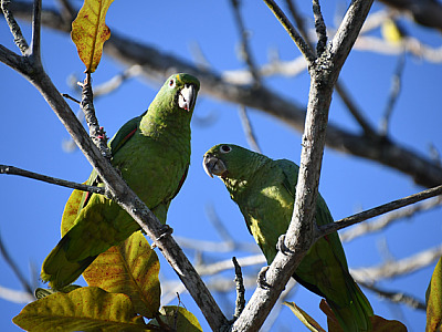 Ilhabela leva sua biodiversidade ao Reino Unido e representa SP na maior feira mundial de observação de aves