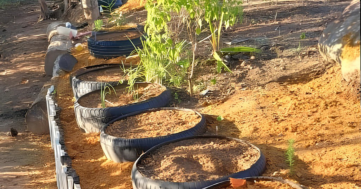 Projeto “Sementes do Bem” combate ocupações irregulares em áreas públicas de Caraguatatuba