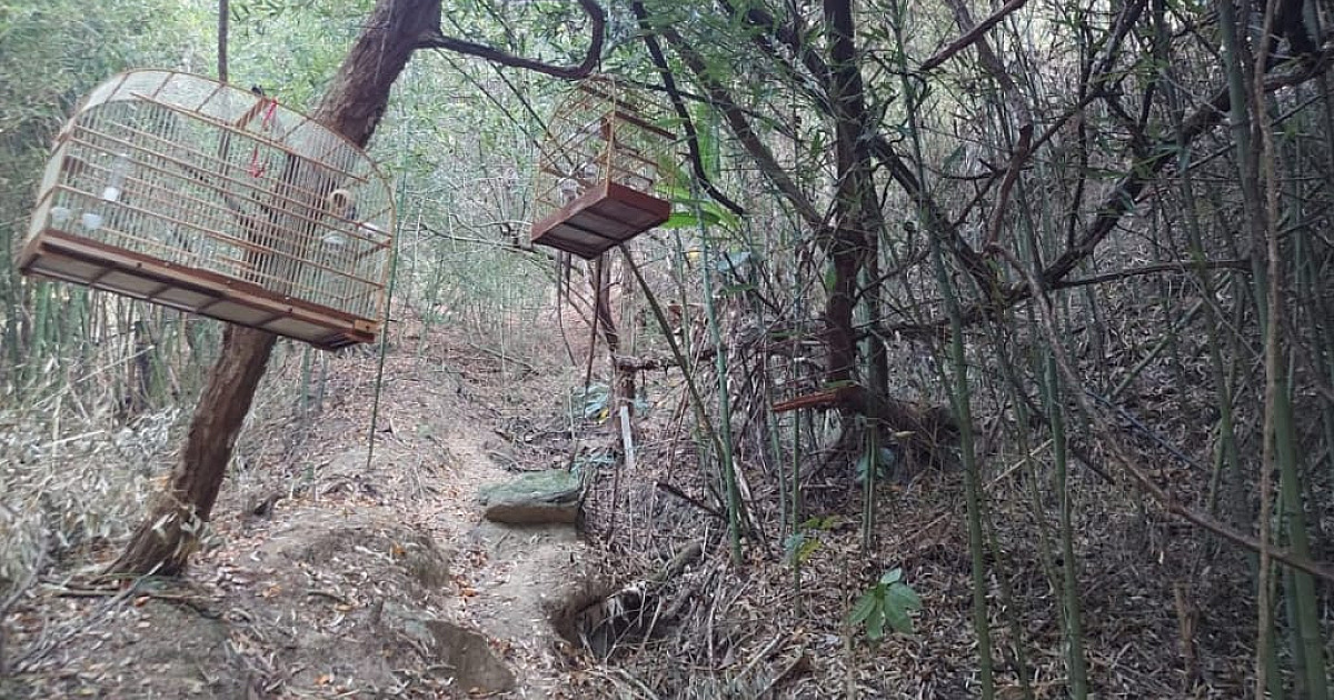 Ambiental apreende armamento e liberta aves nativas em São Sebastião