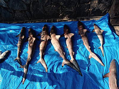 Pescadores são flagrados após verdadeiro massacre de peixes em Alcatrazes