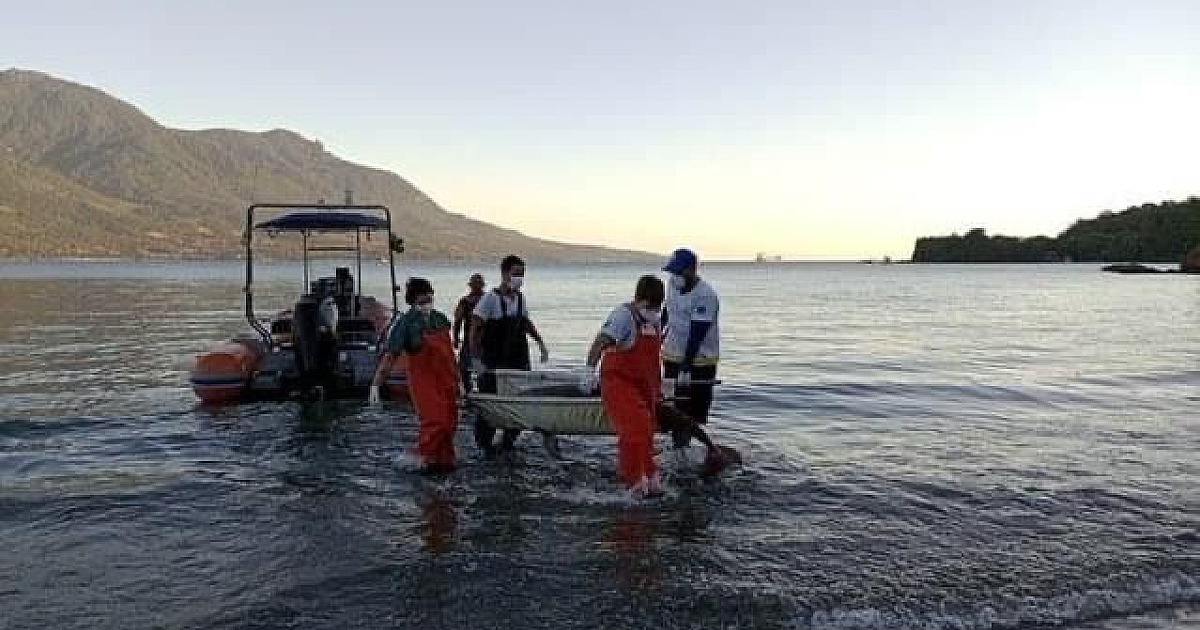 Golfinho é resgatado em praia ao norte de Ilhabela