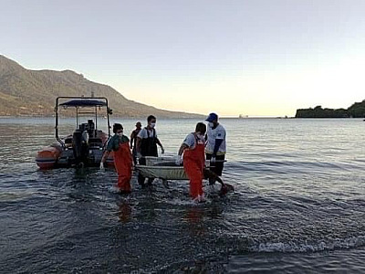 Golfinho é resgatado em praia ao norte de Ilhabela