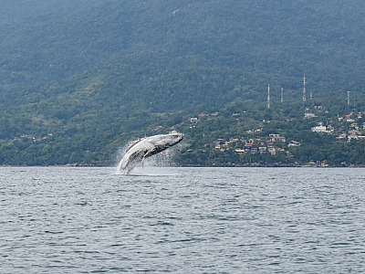 O que fazer no feriado de Corpus Christi em Ilhabela: Festival da Sardinha, temporada de baleias e muito mais