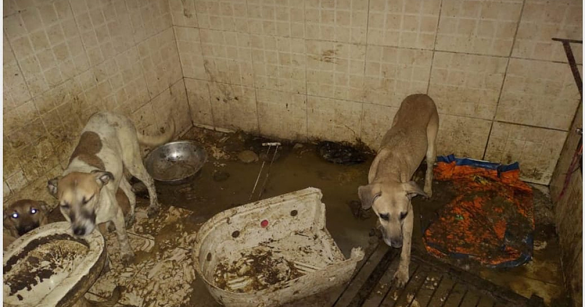 Polícia Ambiental salva 17 cachorros que eram reféns de acumuladora em Ilhabela