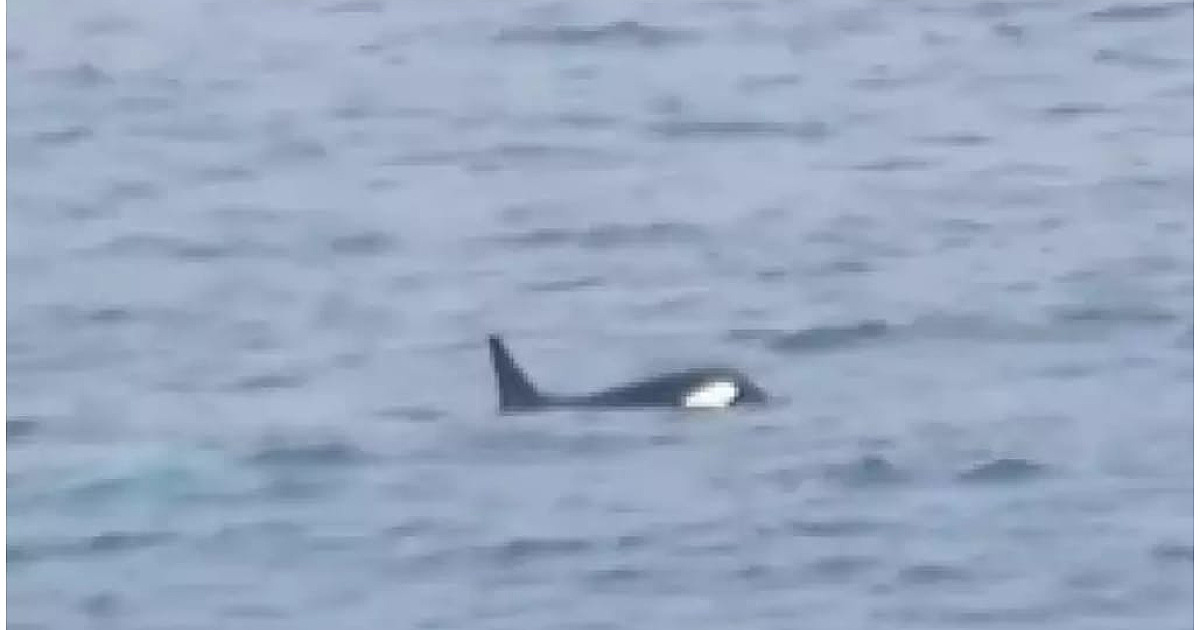Família de baleias orcas encanta a internet durante passeio em praia de Ilhabela