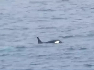 Família de baleias orcas encanta a internet durante passeio em praia de Ilhabela
