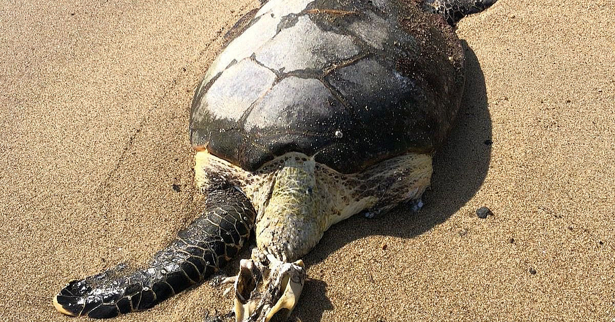 Tartaruga morta é recolhida nos fundos de shopping em Ilhabela