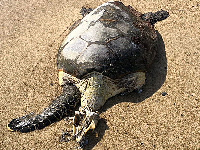 Tartaruga morta é recolhida nos fundos de shopping em Ilhabela