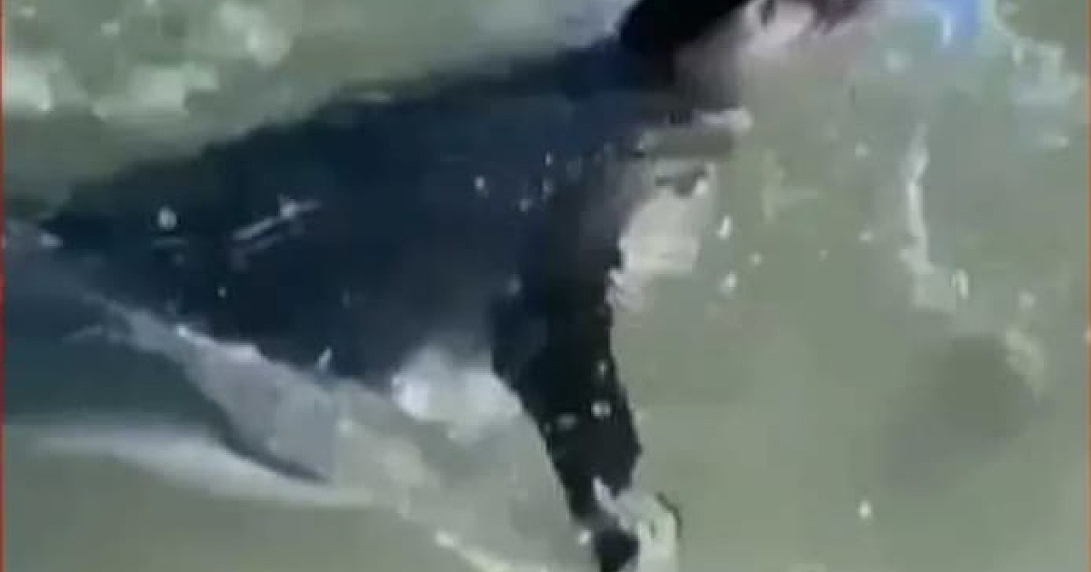 Moradora de Ubatuba flagra visita de pinguim na praia da Enseada