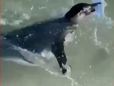 Moradora de Ubatuba flagra visita de pinguim na praia da Enseada
