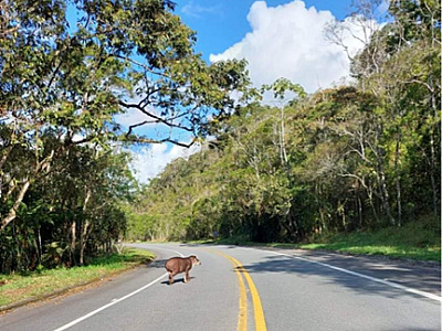 Limite de velocidade no Parque Estadual da Serra do Mar deverá ser reduzido para proteger animais